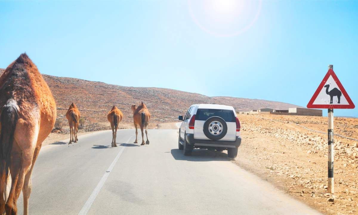 Drive in Oman with a UAE License and Conversion Process